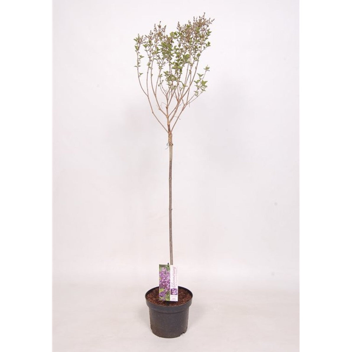 Syren – Syringa Bloomerang 'Dark Purple' - 60 CM Stem C3